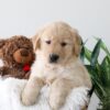 Image of Kiki, a Golden Retriever puppy