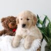 Image of Kiki, a Golden Retriever puppy