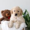 Image of Kiki, a Golden Retriever puppy