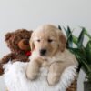 Image of Kiki, a Golden Retriever puppy