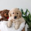 Image of Kiki, a Golden Retriever puppy