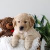 Image of Kiki, a Golden Retriever puppy