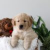 Image of Kiki, a Golden Retriever puppy