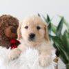 Image of Kim, a Golden Retriever puppy