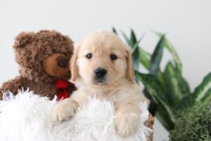 Image of Kim, a Golden Retriever puppy