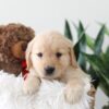 Image of Kim, a Golden Retriever puppy