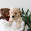 Image of Kim, a Golden Retriever puppy