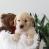 Image of Kim, a Golden Retriever puppy