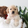 Image of Kim, a Golden Retriever puppy