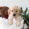 Image of Kim, a Golden Retriever puppy