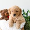 Image of King, a Golden Retriever puppy