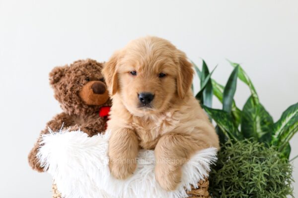 Image of King, a Golden Retriever puppy