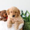 Image of King, a Golden Retriever puppy