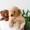 Image of King, a Golden Retriever puppy