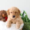 Image of King, a Golden Retriever puppy