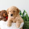 Image of King, a Golden Retriever puppy