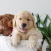 Image of Kip, a Golden Retriever puppy