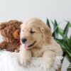 Image of Kip, a Golden Retriever puppy