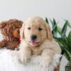 Image of Kip, a Golden Retriever puppy