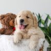 Image of Kip, a Golden Retriever puppy