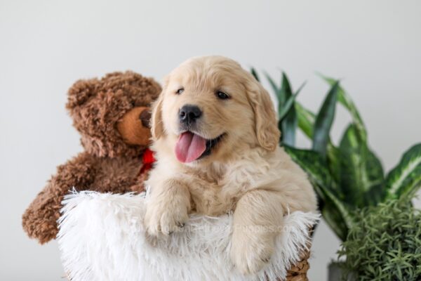 Image of Kip, a Golden Retriever puppy