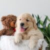 Image of Kip, a Golden Retriever puppy