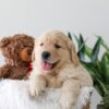 Image of Kip, a Golden Retriever puppy