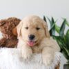 Image of Kip, a Golden Retriever puppy