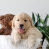 Image of Kip, a Golden Retriever puppy