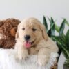 Image of Kip, a Golden Retriever puppy