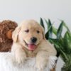 Image of Kip, a Golden Retriever puppy