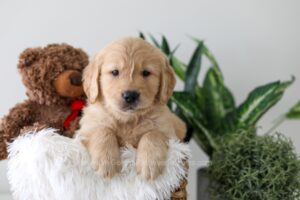 Image of Kobe, a Golden Retriever puppy