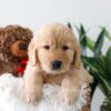 Image of Koda, a Golden Retriever puppy