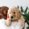 Image of Koda, a Golden Retriever puppy