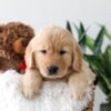 Image of Koda, a Golden Retriever puppy