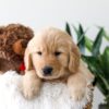 Image of Koda, a Golden Retriever puppy