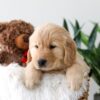 Image of Koda, a Golden Retriever puppy