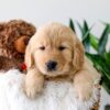 Image of Koda, a Golden Retriever puppy