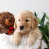 Image of Koda, a Golden Retriever puppy