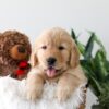 Image of Koda, a Golden Retriever puppy