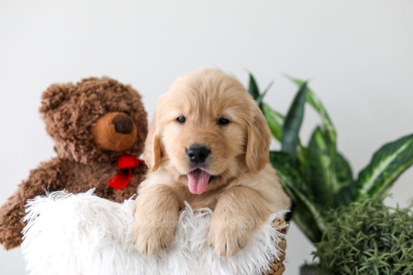 Image of Koda, a Golden Retriever puppy