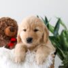 Image of Koda, a Golden Retriever puppy