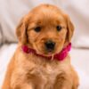 Image of Ladybug, a Golden Retriever puppy