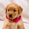 Image of Ladybug, a Golden Retriever puppy