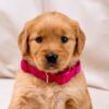 Image of Ladybug, a Golden Retriever puppy