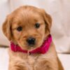 Image of Ladybug, a Golden Retriever puppy