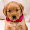 Image of Ladybug, a Golden Retriever puppy