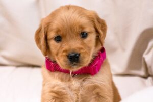 Image of Ladybug, a Golden Retriever puppy