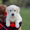 Image of Macy, a Golden Retriever puppy