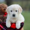 Image of Macy, a Golden Retriever puppy